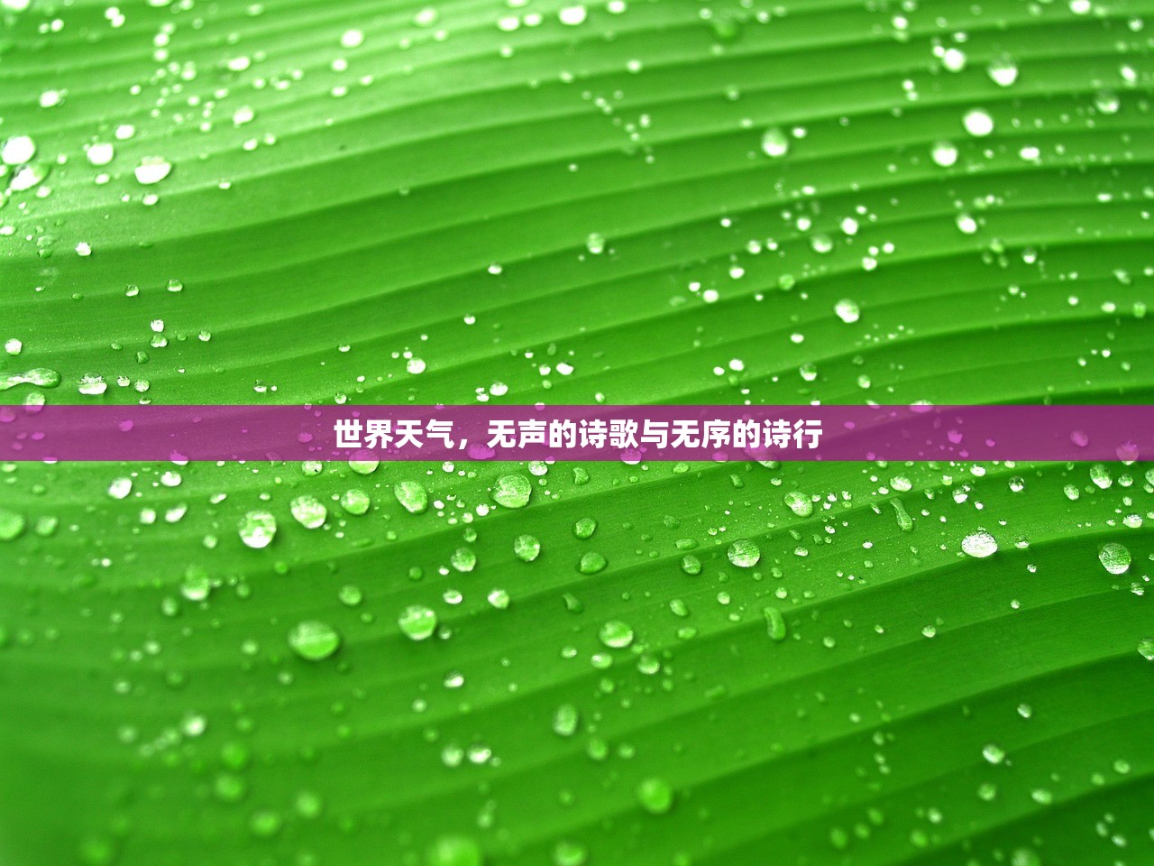 世界天气，无声的诗歌与无序的诗行