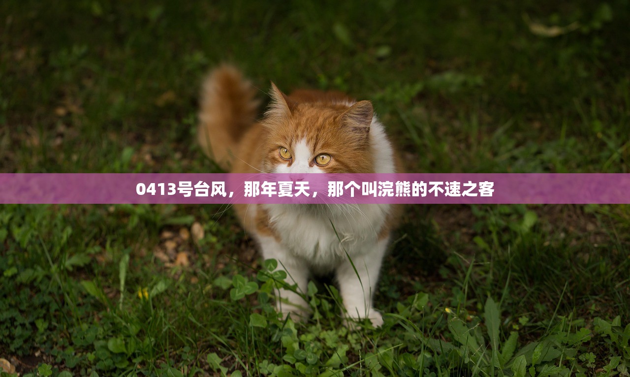 0413号台风，那年夏天，那个叫浣熊的不速之客