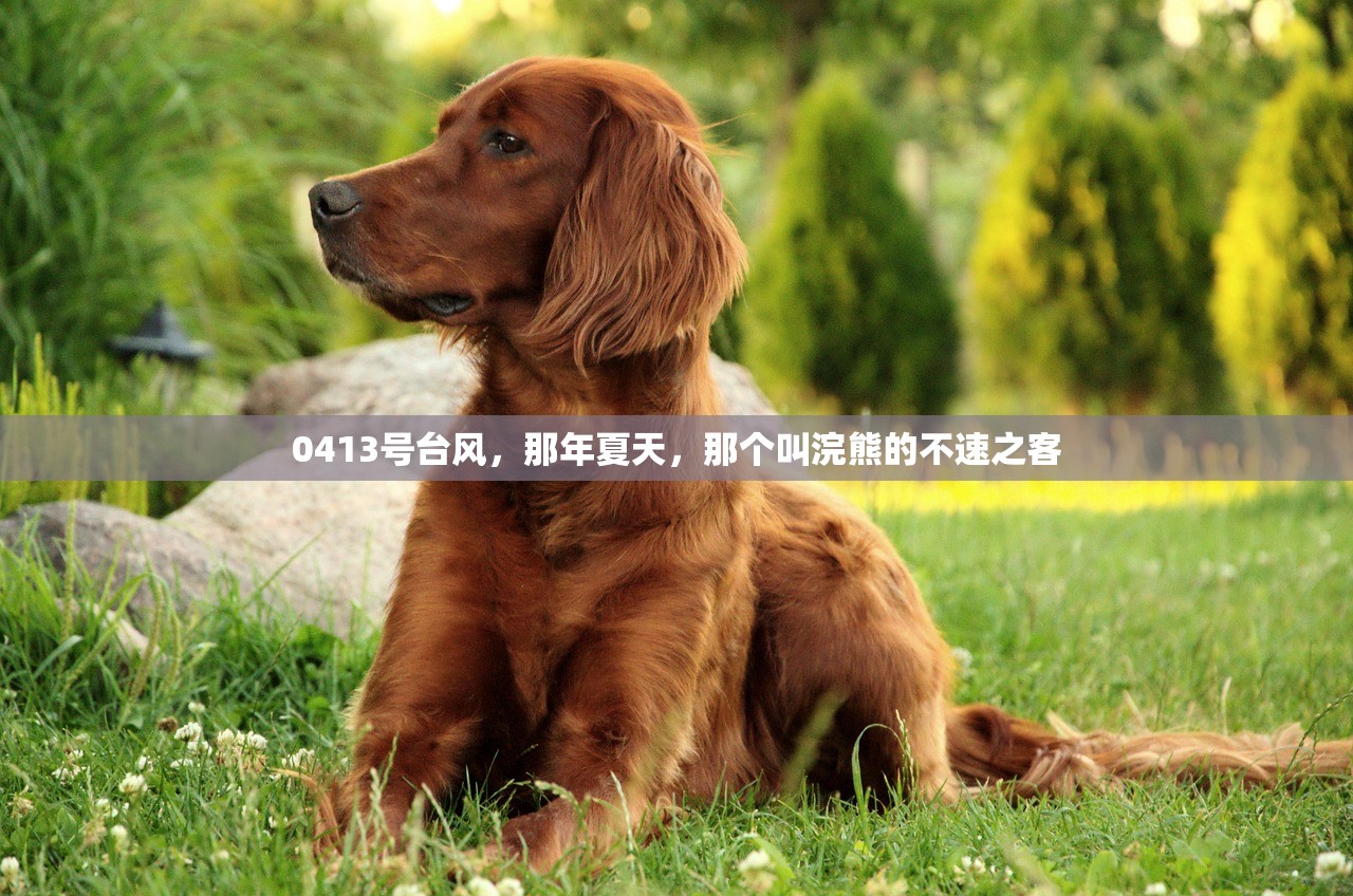 0413号台风,那年夏天,那个叫浣熊的不速之客 0413号台风,那年夏天,那个叫浣熊的不速之客