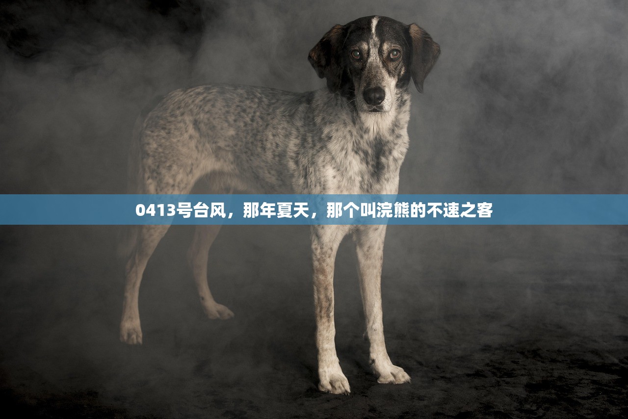 0413号台风,那年夏天,那个叫浣熊的不速之客 0413号台风,那年夏天,那个叫浣熊的不速之客