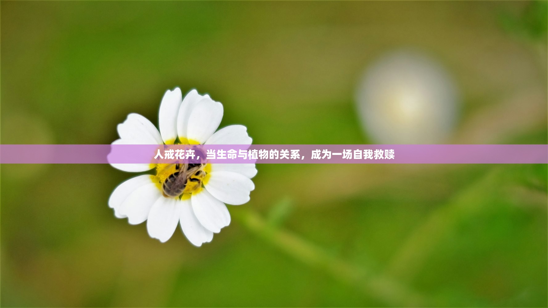 人戒花卉，当生命与植物的关系，成为一场自我救赎