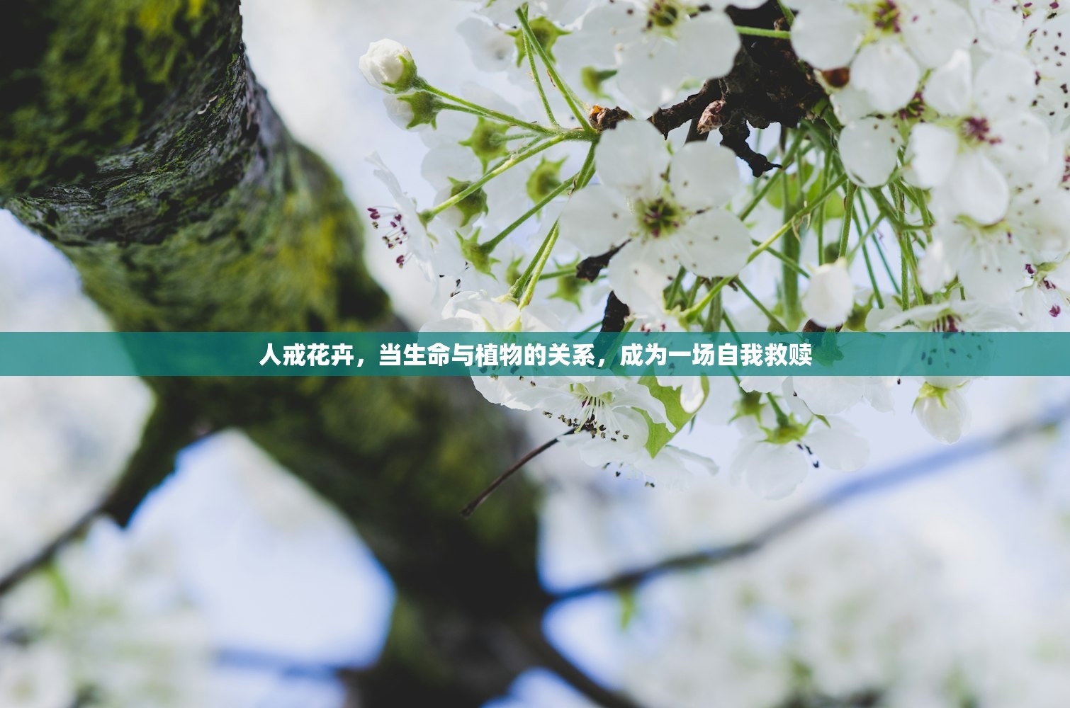 人戒花卉，当生命与植物的关系，成为一场自我救赎