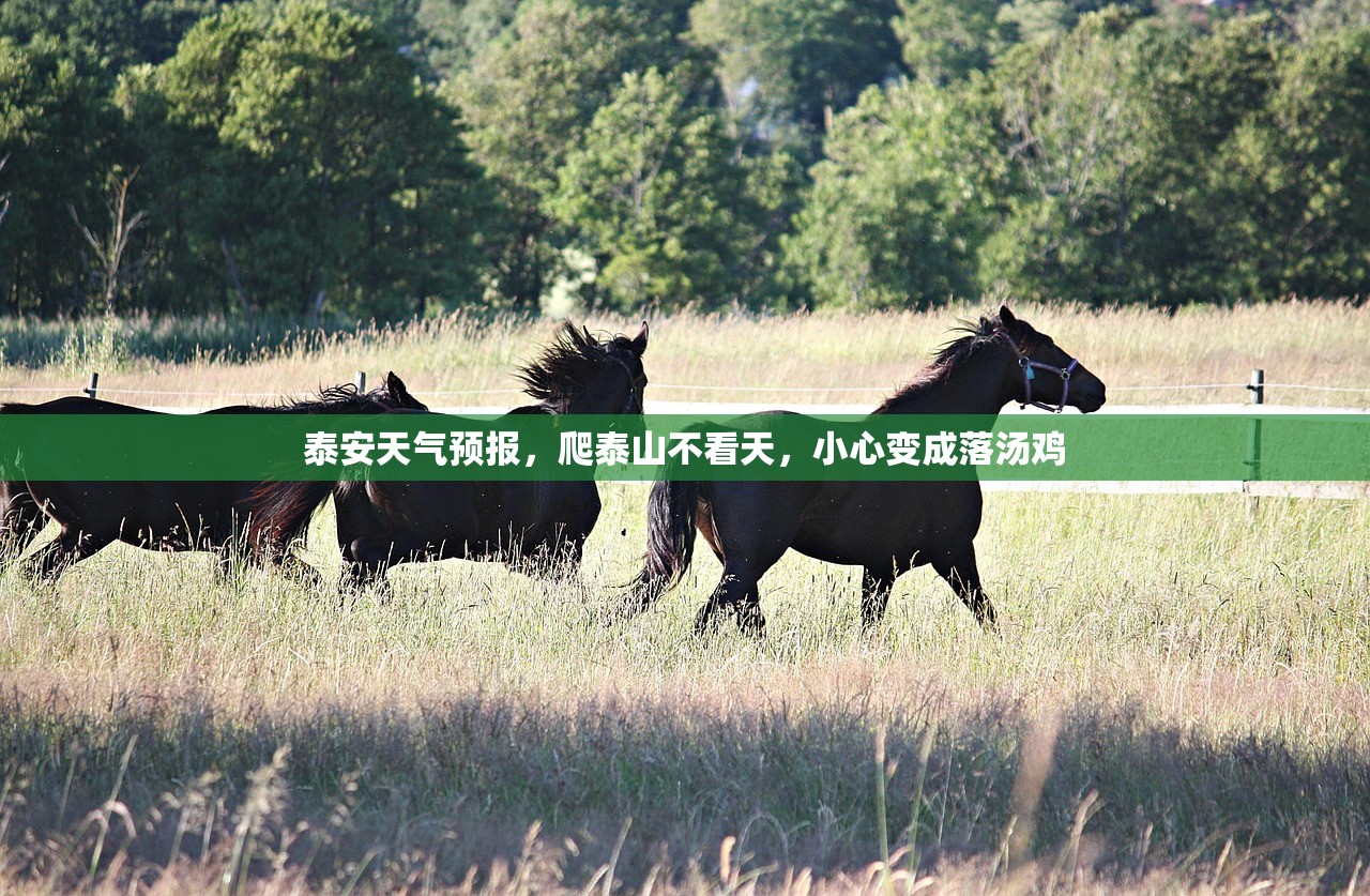 泰安天气预报，爬泰山不看天，小心变成落汤鸡