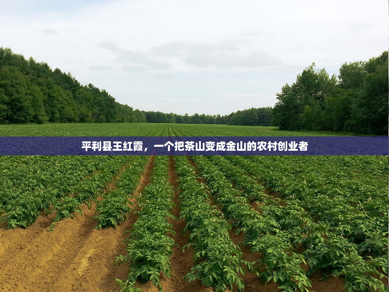 平利县王红霞，一个把茶山变成金山的农村创业者