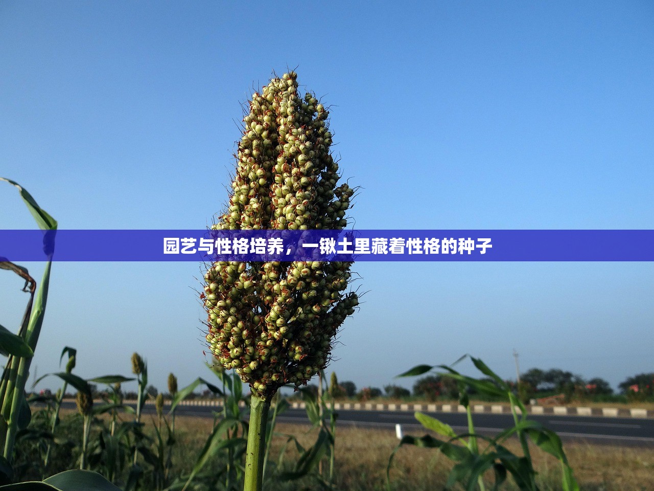 园艺与性格培养，一锹土里藏着性格的种子