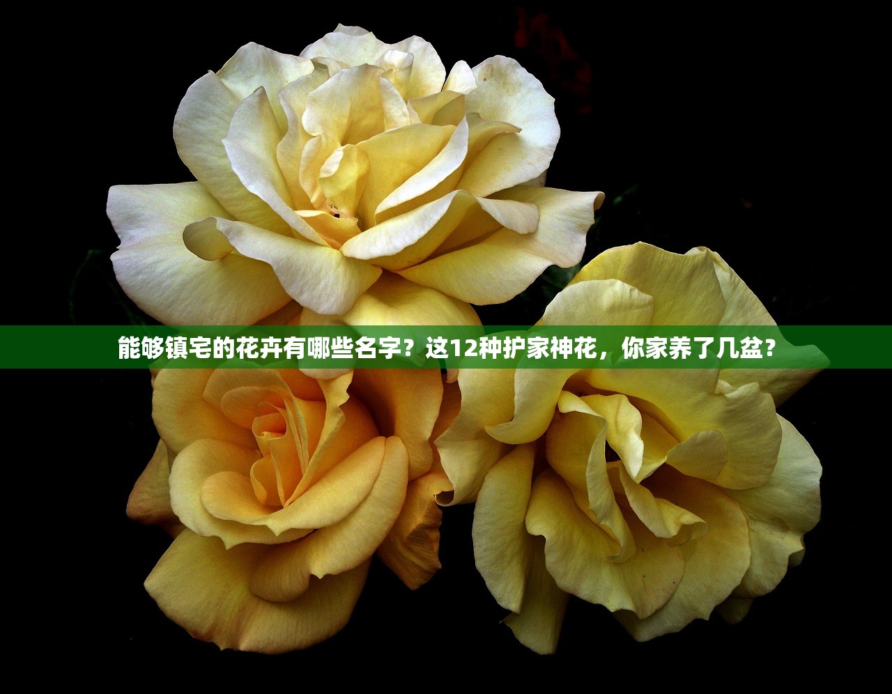 能够镇宅的花卉有哪些名字？这12种护家神花，你家养了几盆？