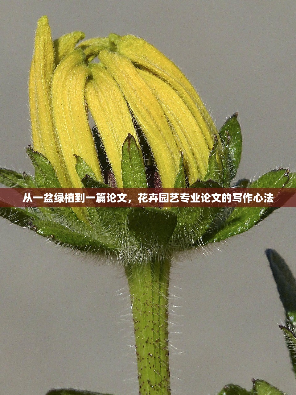 从一盆绿植到一篇论文，花卉园艺专业论文的写作心法