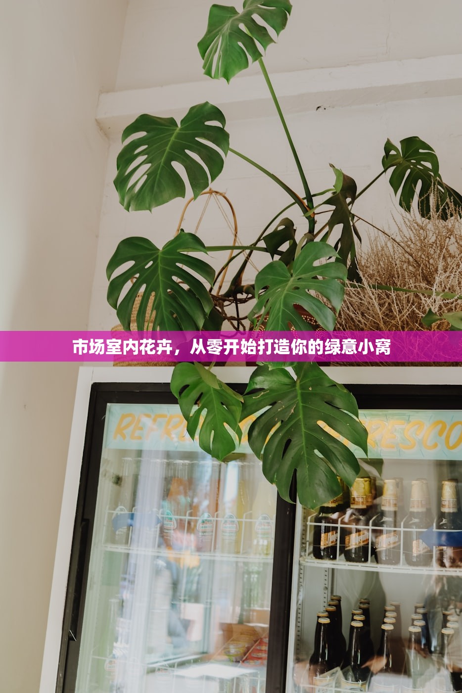 市场室内花卉，从零开始打造你的绿意小窝