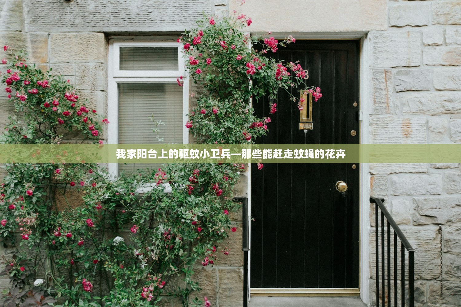我家阳台上的驱蚊小卫兵—那些能赶走蚊蝇的花卉