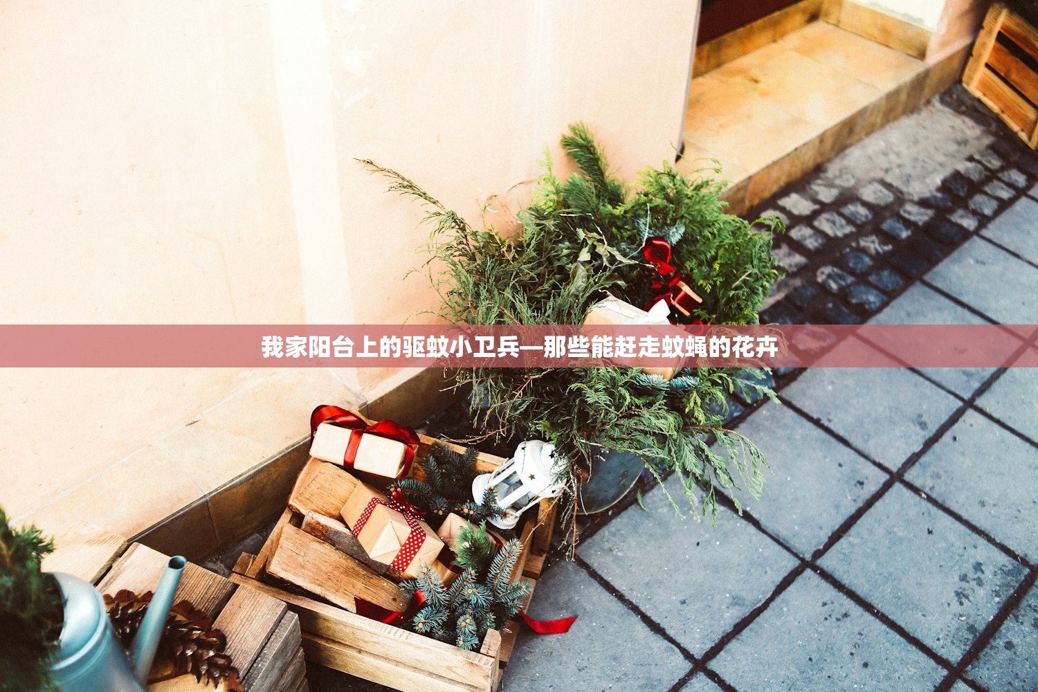 我家阳台上的驱蚊小卫兵—那些能赶走蚊蝇的花卉