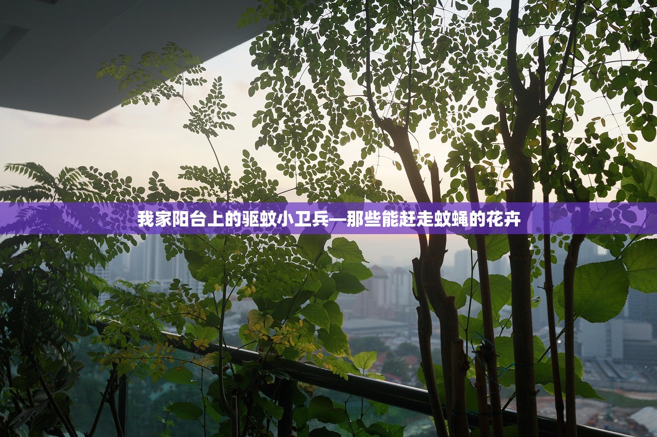 我家阳台上的驱蚊小卫兵—那些能赶走蚊蝇的花卉