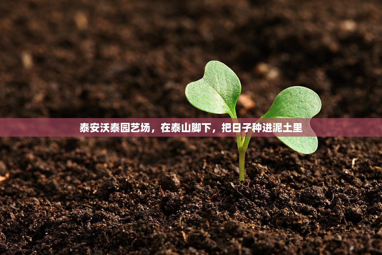 泰安沃泰园艺场，在泰山脚下，把日子种进泥土里