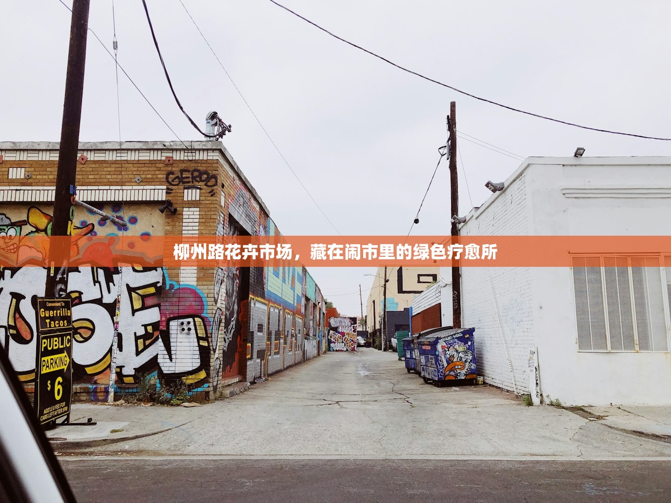 柳州路花卉市场，藏在闹市里的绿色疗愈所
