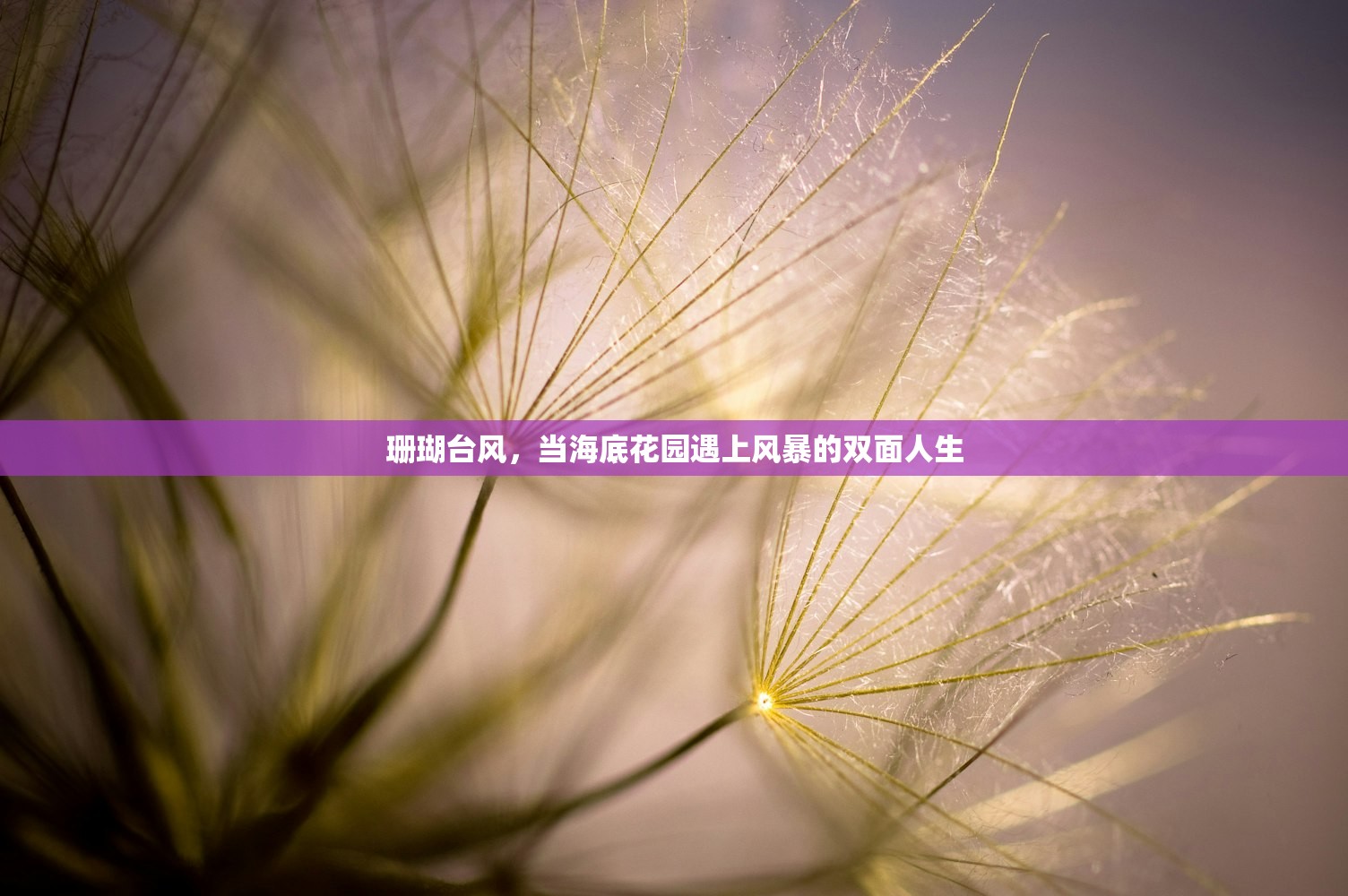 珊瑚台风，当海底花园遇上风暴的双面人生