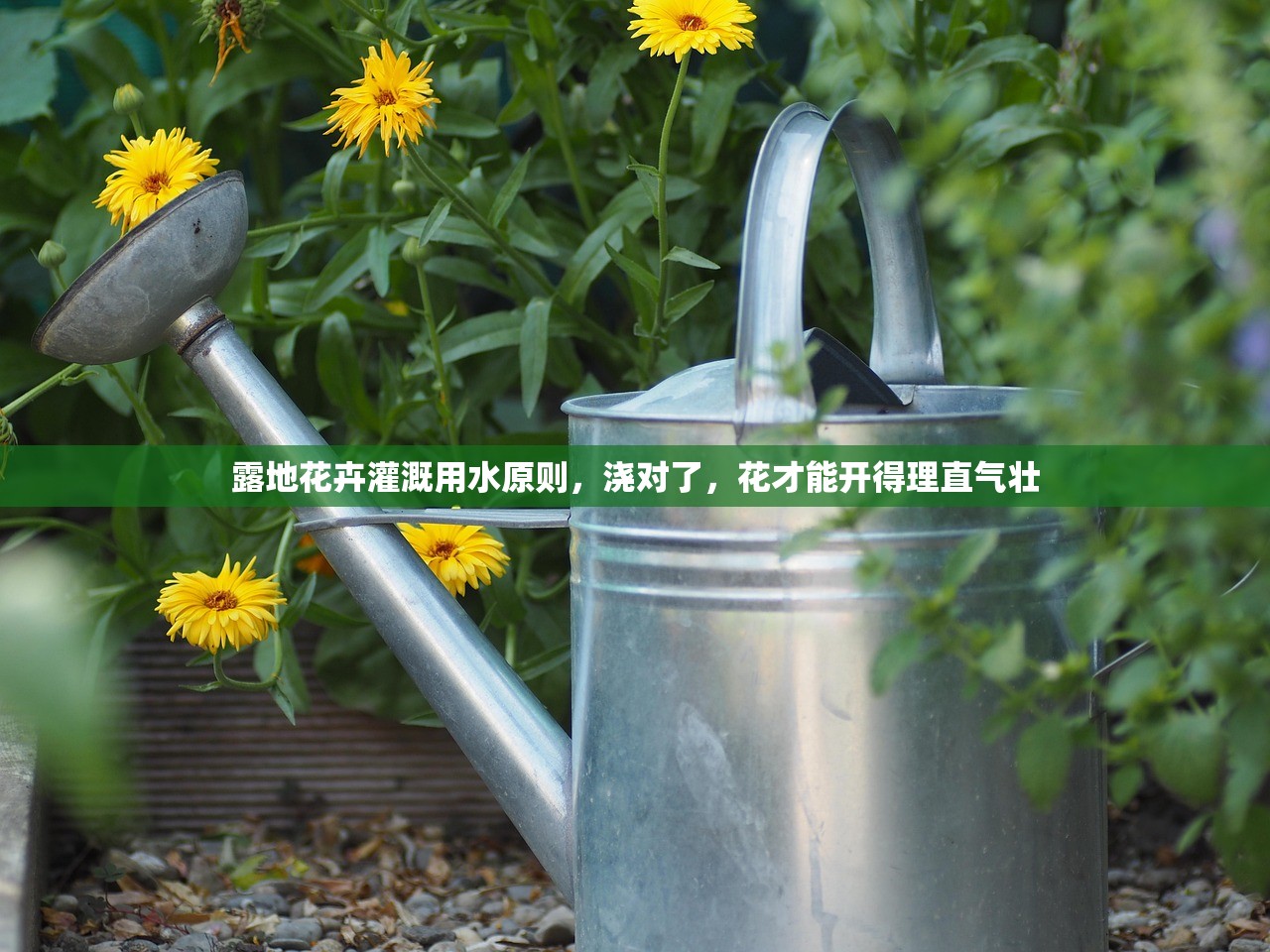 露地花卉灌溉用水原则，浇对了，花才能开得理直气壮
