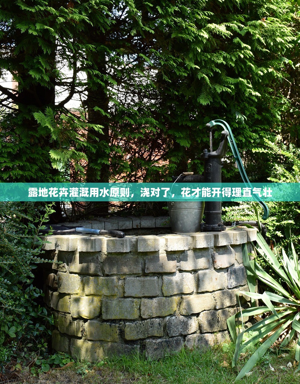 露地花卉灌溉用水原则，浇对了，花才能开得理直气壮