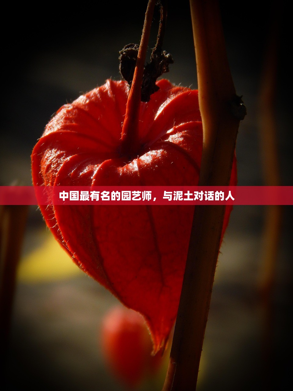 中国最有名的园艺师，与泥土对话的人