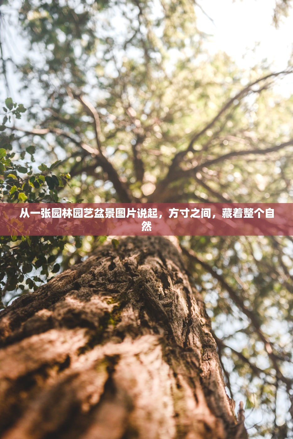 从一张园林园艺盆景图片说起，方寸之间，藏着整个自然