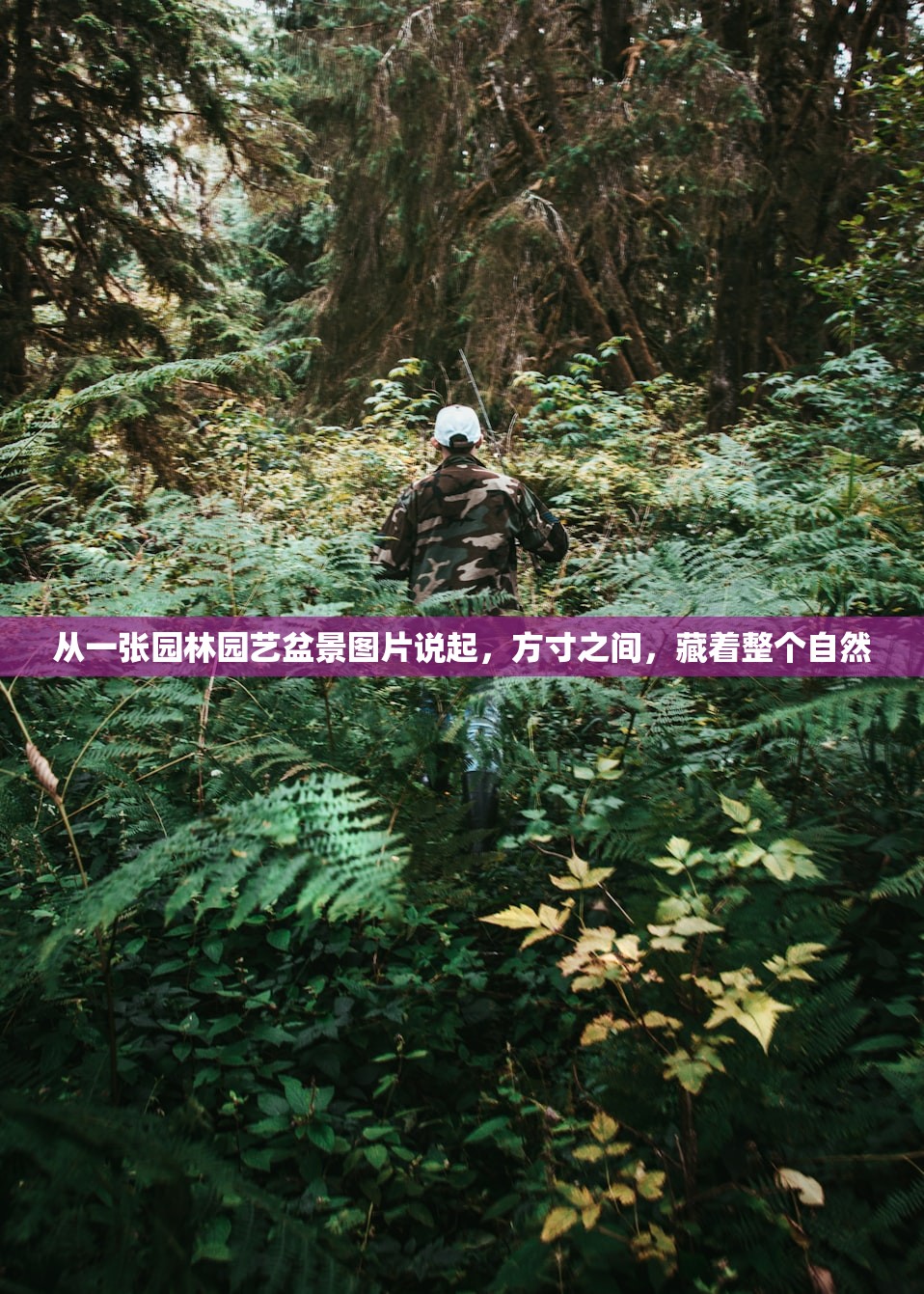 从一张园林园艺盆景图片说起，方寸之间，藏着整个自然
