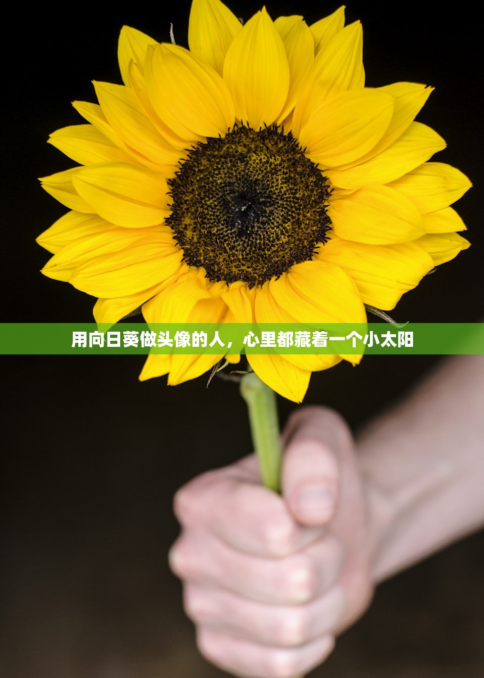 用向日葵做头像的人，心里都藏着一个小太阳
