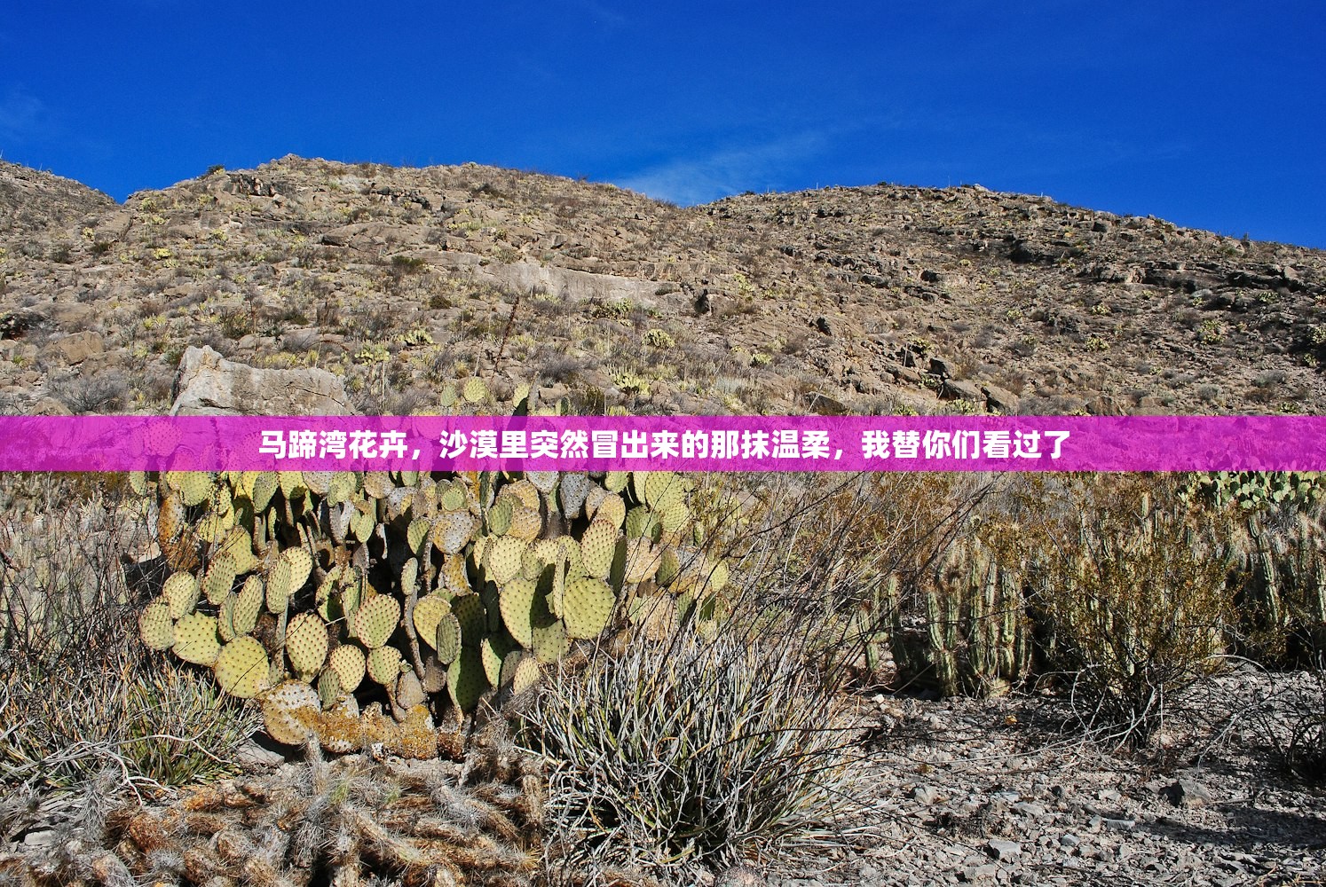 马蹄湾花卉，沙漠里突然冒出来的那抹温柔，我替你们看过了