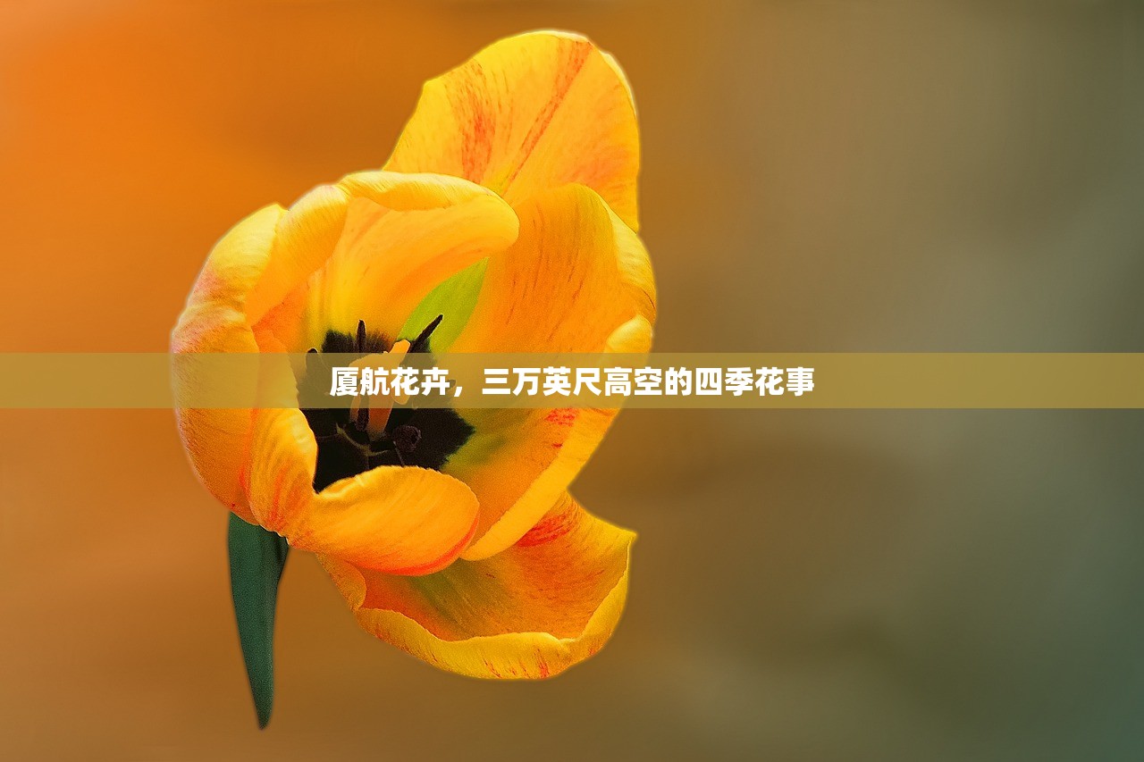 厦航花卉，三万英尺高空的四季花事