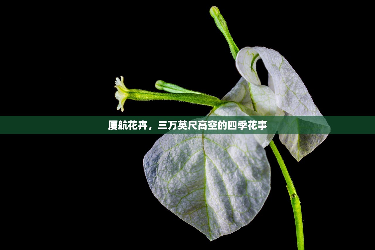厦航花卉，三万英尺高空的四季花事