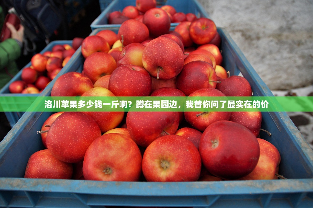 洛川苹果多少钱一斤啊？蹲在果园边，我替你问了最实在的价