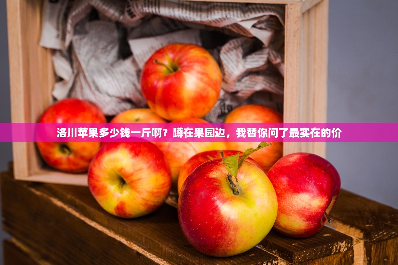 洛川苹果多少钱一斤啊？蹲在果园边，我替你问了最实在的价