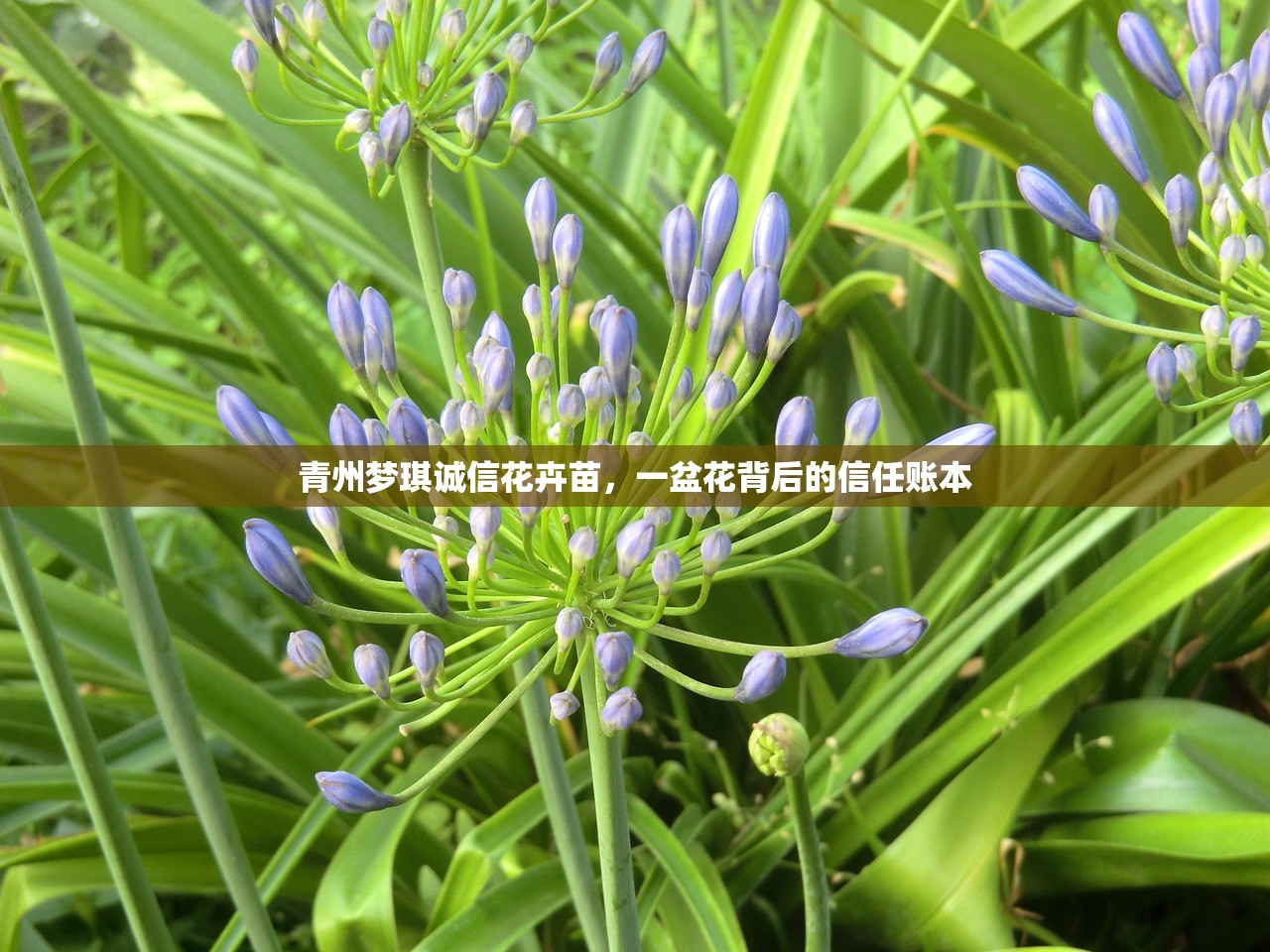 青州梦琪诚信花卉苗，一盆花背后的信任账本