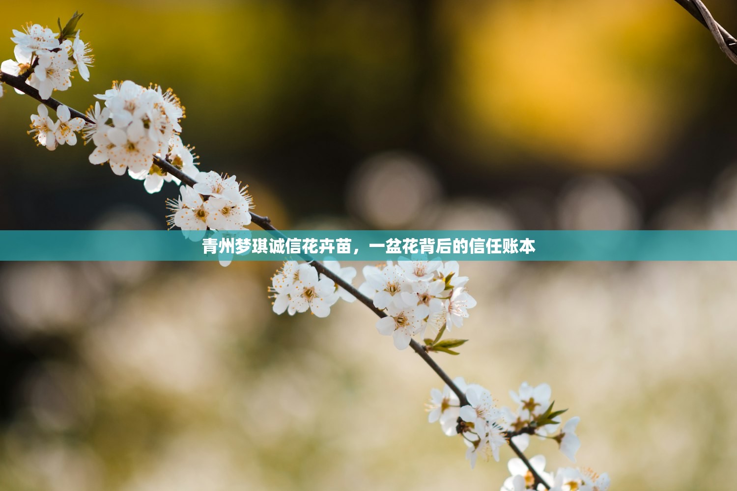 青州梦琪诚信花卉苗，一盆花背后的信任账本