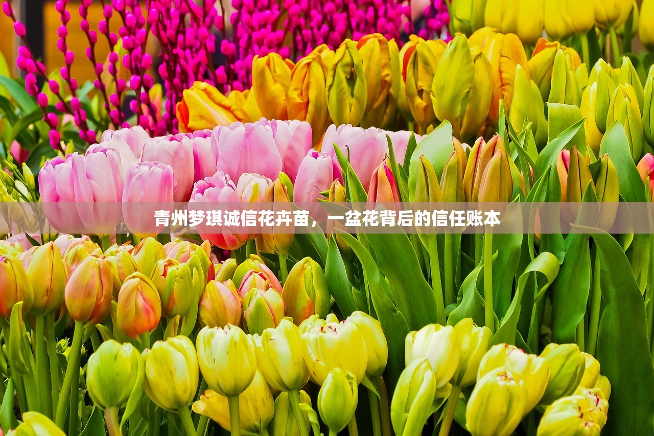 青州梦琪诚信花卉苗，一盆花背后的信任账本