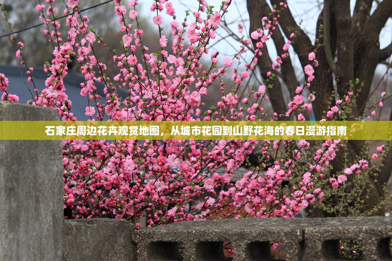 石家庄周边花卉观赏地图，从城市花园到山野花海的春日漫游指南