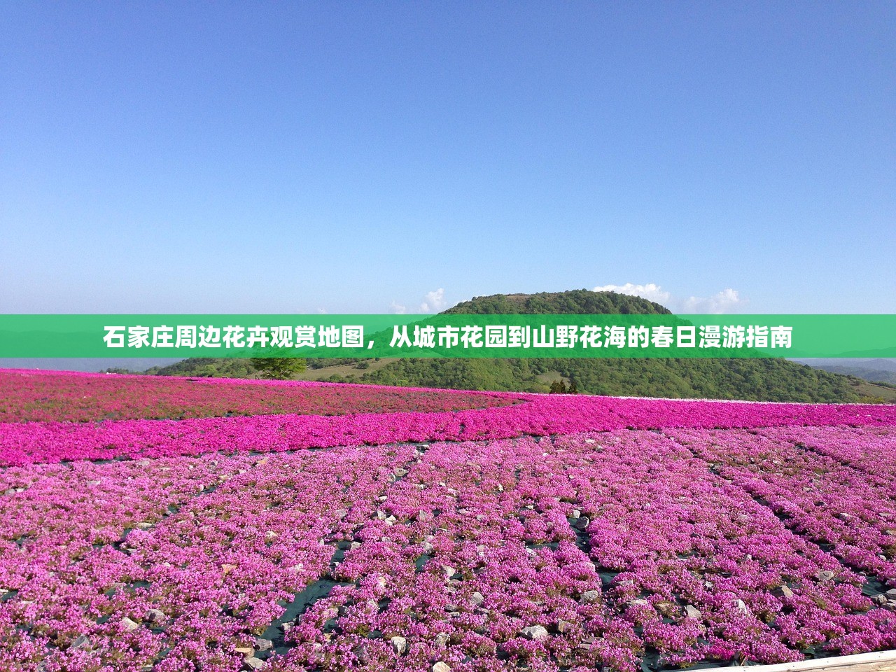 石家庄周边花卉观赏地图，从城市花园到山野花海的春日漫游指南