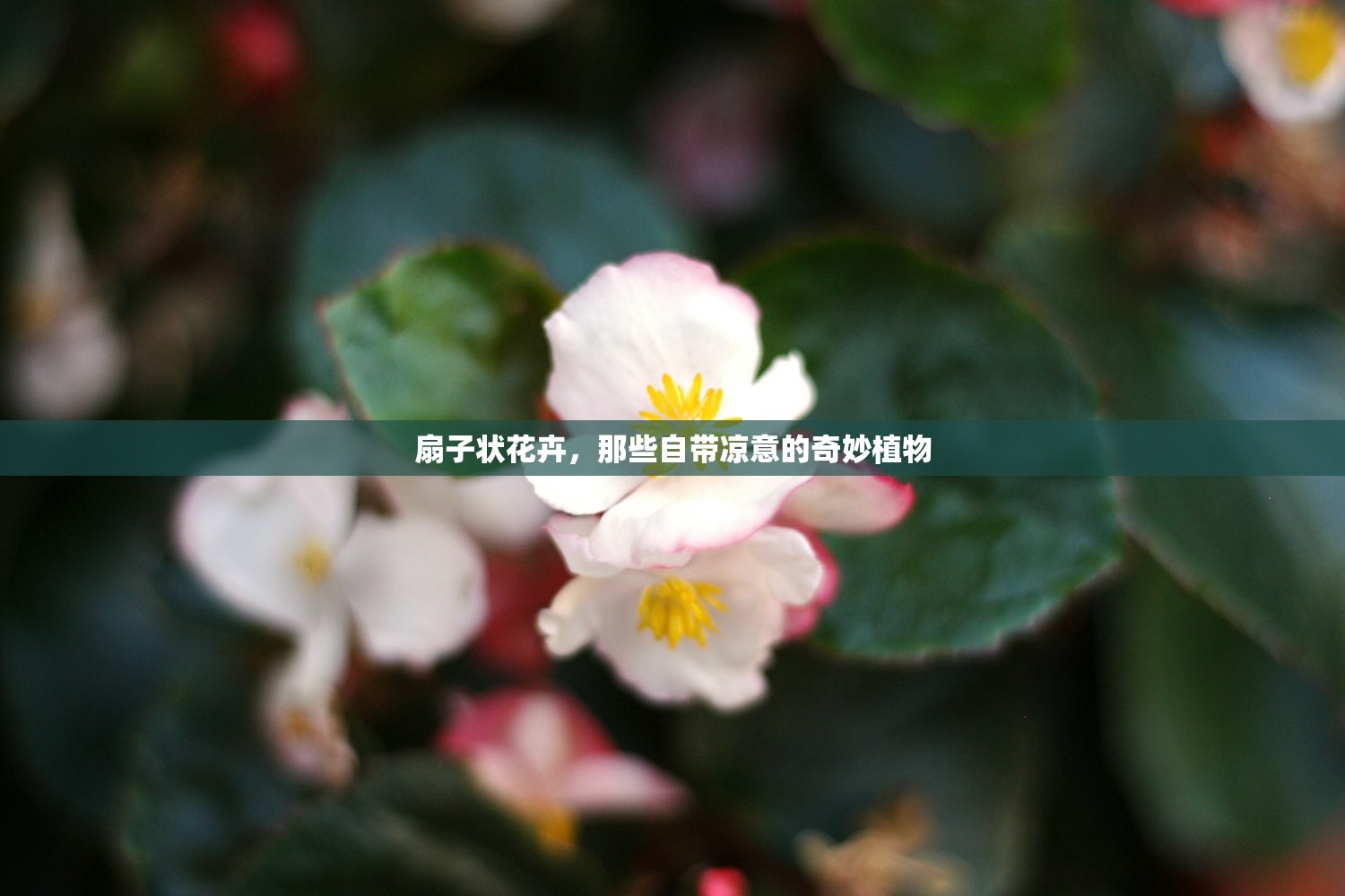扇子状花卉，那些自带凉意的奇妙植物