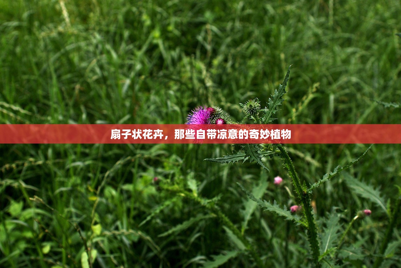 扇子状花卉，那些自带凉意的奇妙植物
