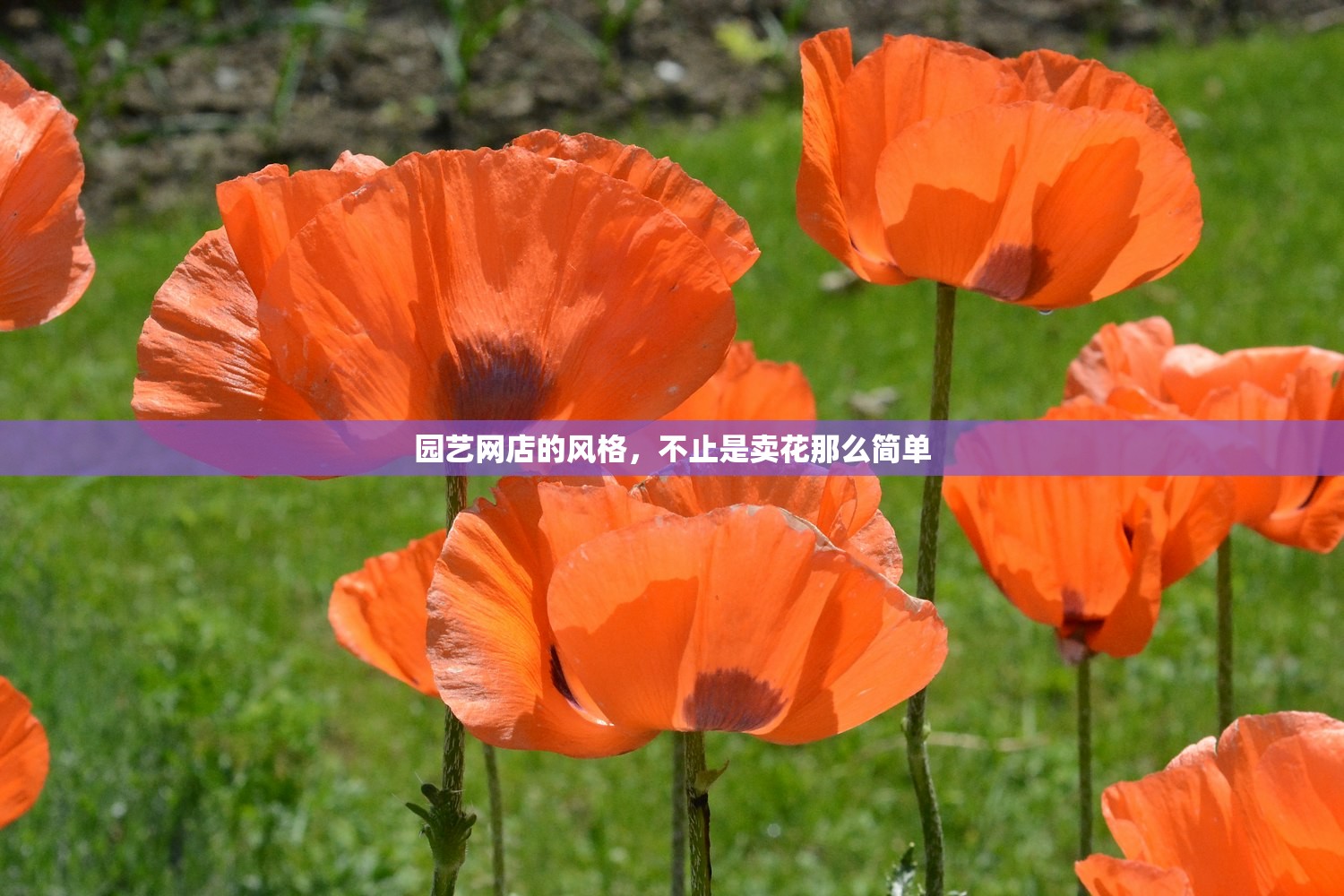 园艺网店的风格，不止是卖花那么简单