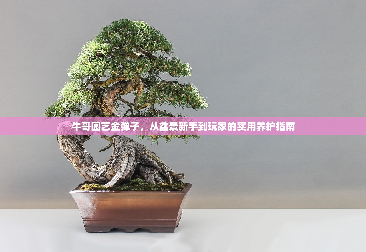牛哥园艺金弹子，从盆景新手到玩家的实用养护指南