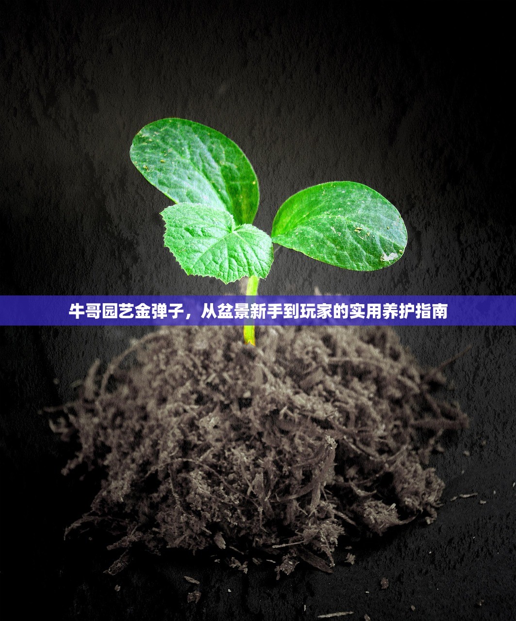 牛哥园艺金弹子，从盆景新手到玩家的实用养护指南