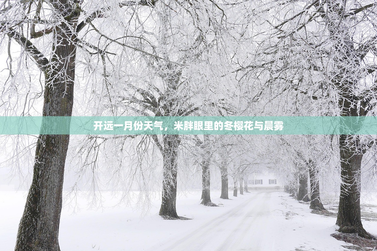 开远一月份天气，米胖眼里的冬樱花与晨雾
