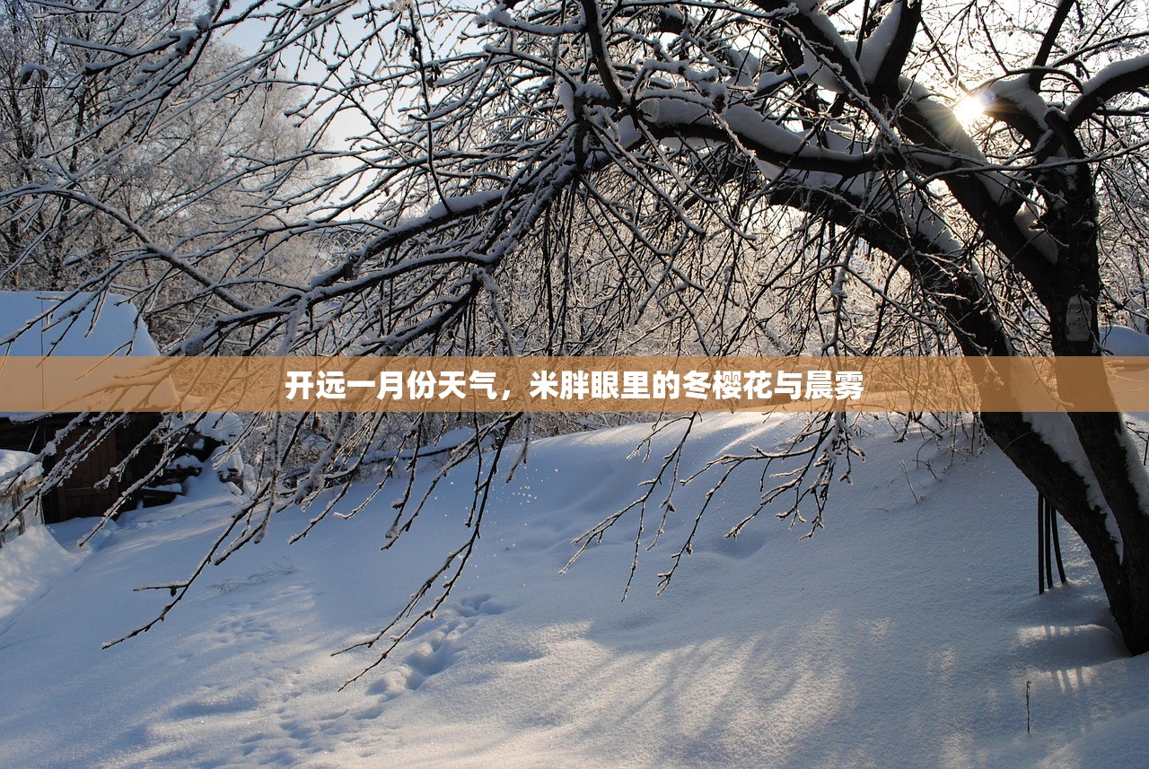 开远一月份天气，米胖眼里的冬樱花与晨雾