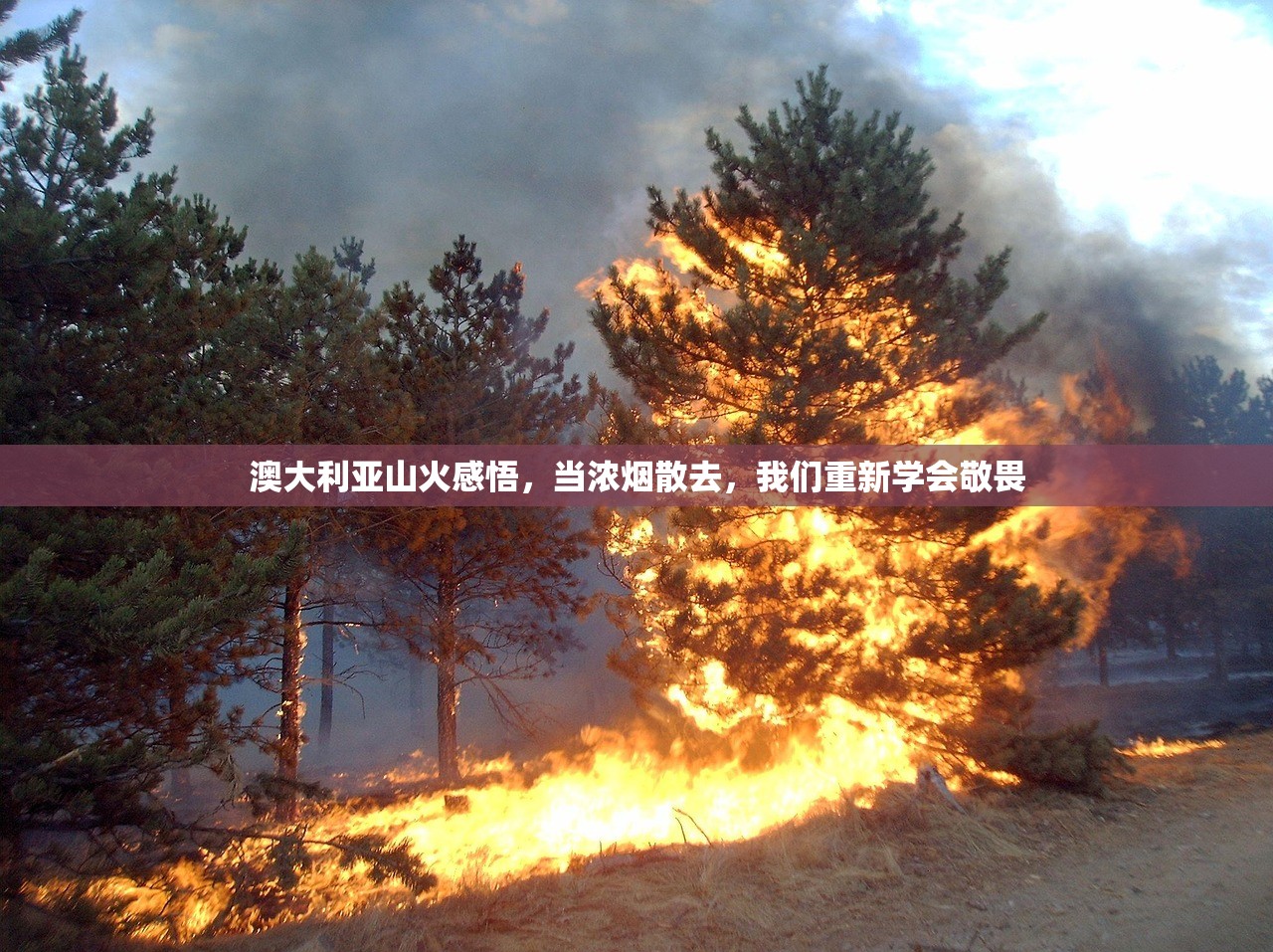 澳大利亚山火感悟，当浓烟散去，我们重新学会敬畏