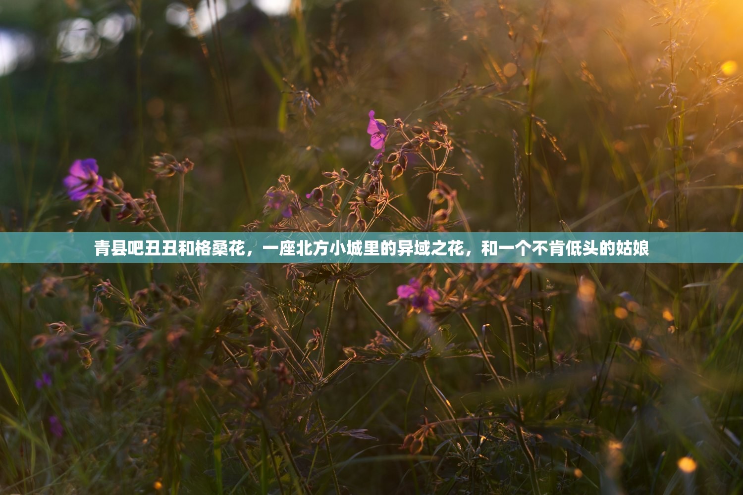 青县吧丑丑和格桑花，一座北方小城里的异域之花，和一个不肯低头的姑娘