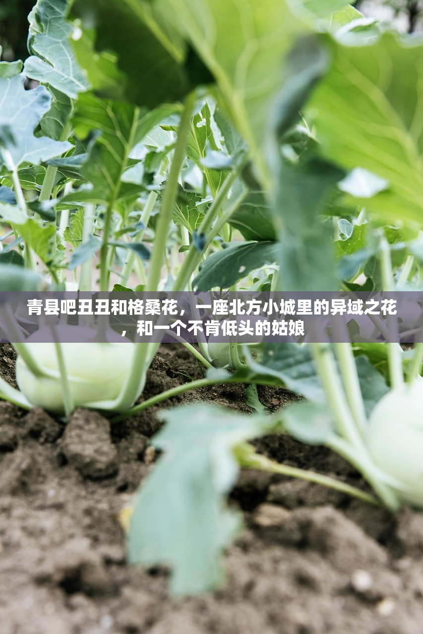 青县吧丑丑和格桑花，一座北方小城里的异域之花，和一个不肯低头的姑娘