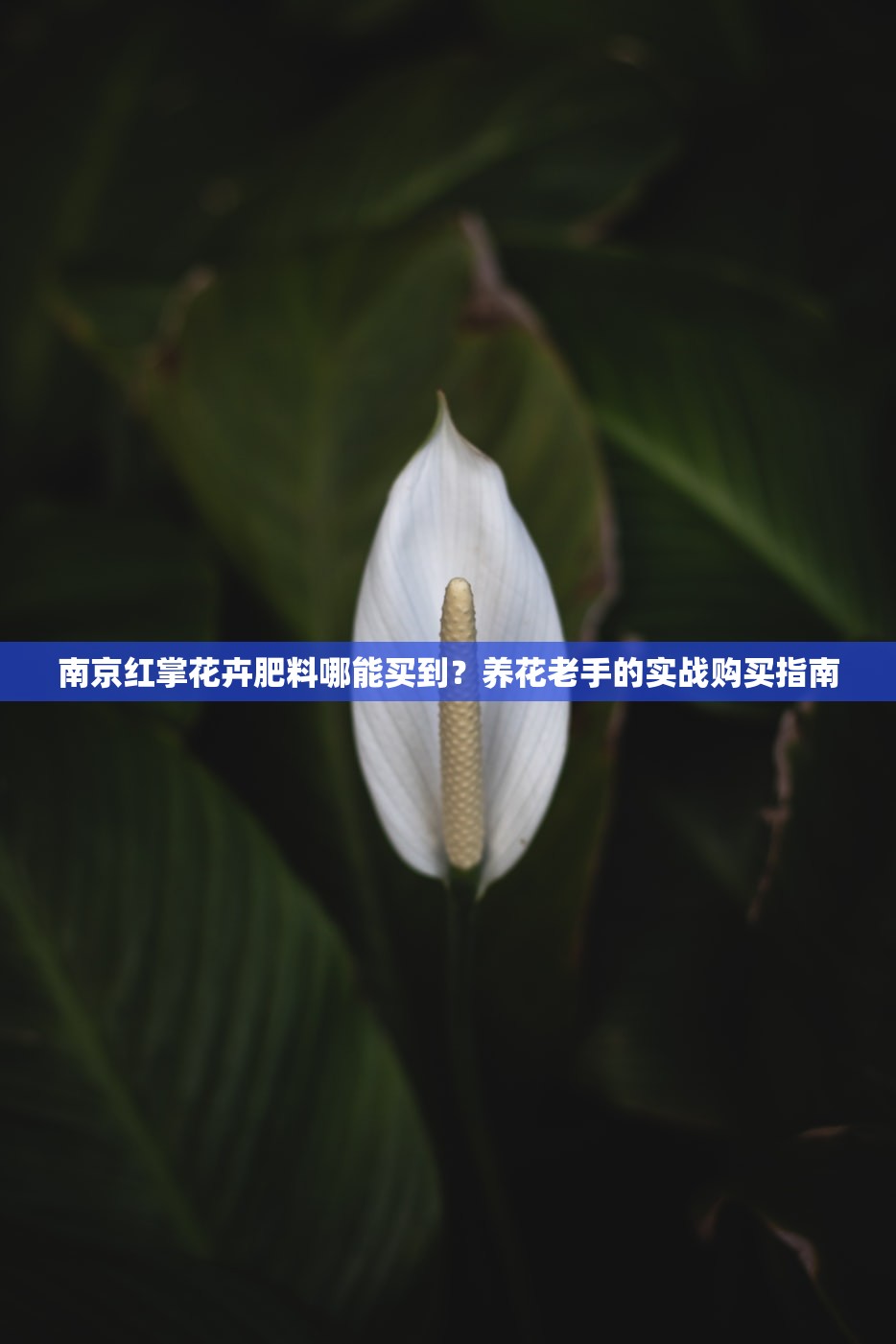南京红掌花卉肥料哪能买到？养花老手的实战购买指南