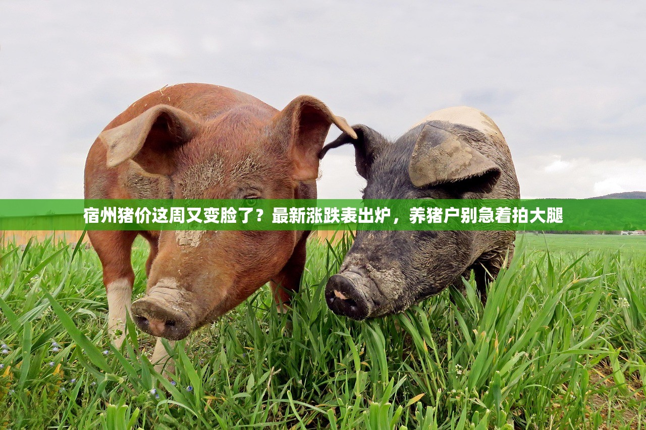 宿州猪价这周又变脸了？最新涨跌表出炉，养猪户别急着拍大腿