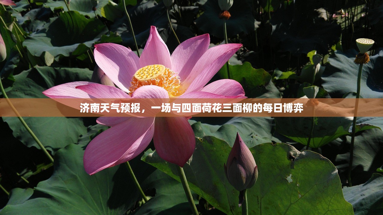 济南天气预报，一场与四面荷花三面柳的每日博弈