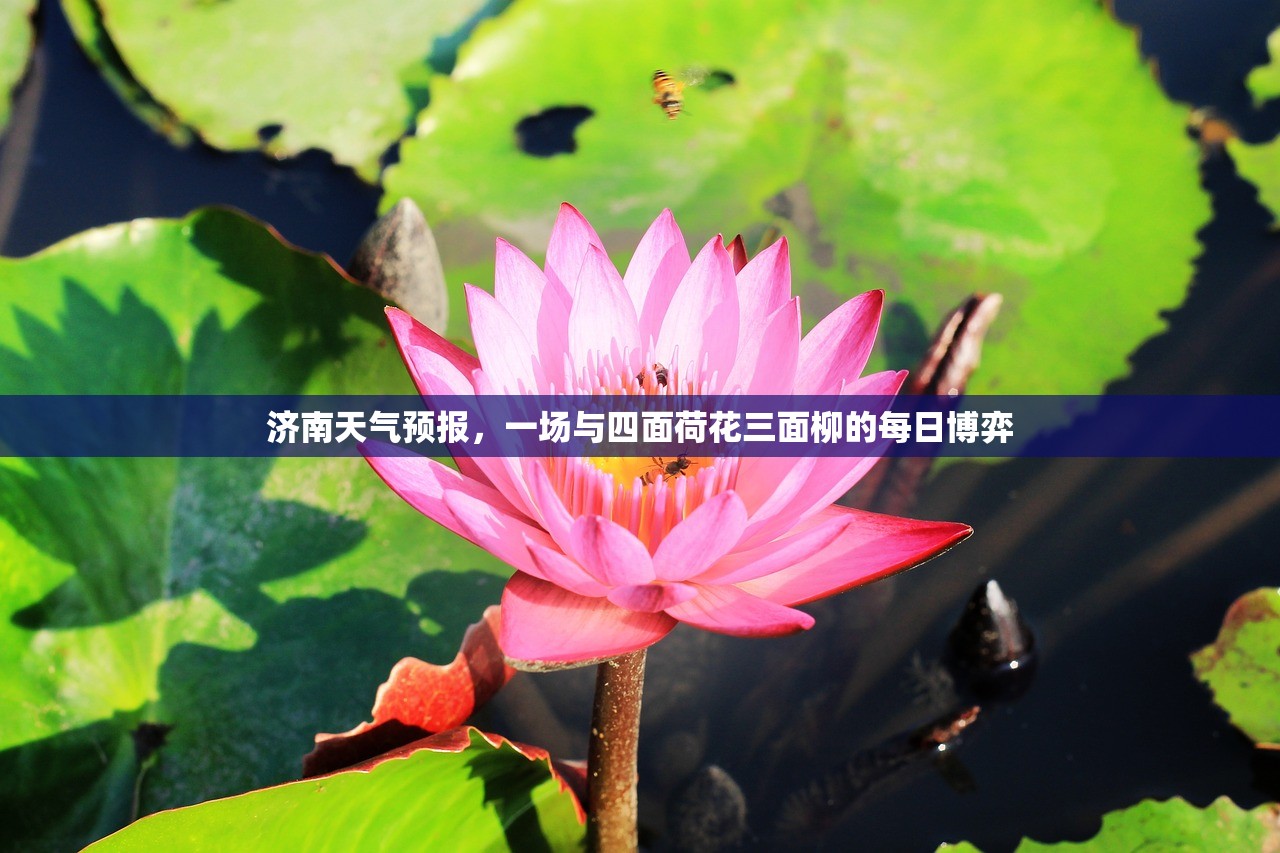 济南天气预报，一场与四面荷花三面柳的每日博弈